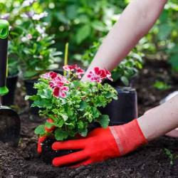 Rottier Jardins Services