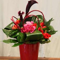 Rouge Pivoine