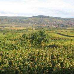 Route Des Vins D'alsace