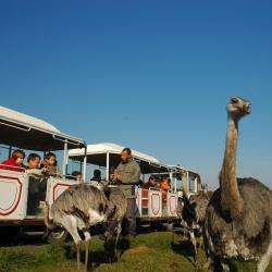 Safari Train De Beaumarchais