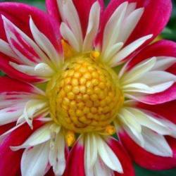 Sahaja Yoga