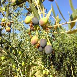 Saint Olive