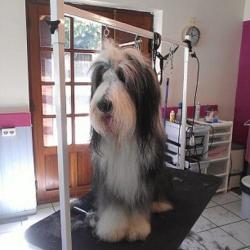 Salon De Toilettage Chez Aurore