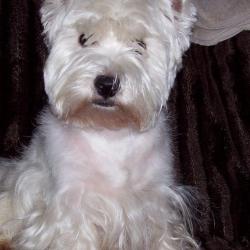 Artisan Canins Et Félins Pétronille