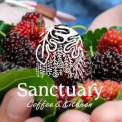 Sanctuary Coffee & Kitchen