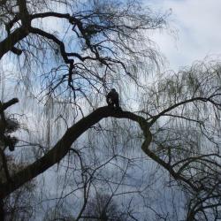 Saone Elagage