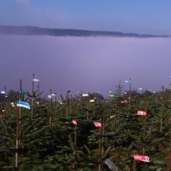 Sapins Du Bocage Earl