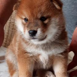 Saruta Hiko Shiba