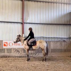 Sb Horse