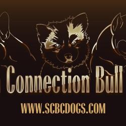 Scbc Dogs