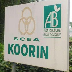 Scea Koorin
