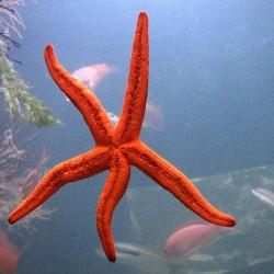 Seaquarium