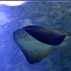 Seaquarium