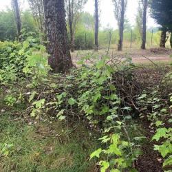Seb Environnement Nature - Paysagiste Entretien Jardin Ellagage