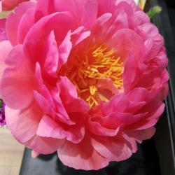 Secret De Roses
