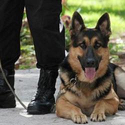 Securiliiya Services