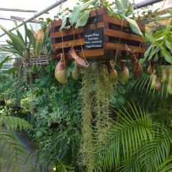 Serre De Plantes Tropicales