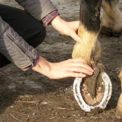 Shiatsu Pour Chevaux (et Cavalier)