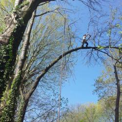 Si Pres Des Arbres