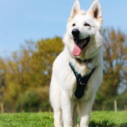Sky'happy Dogs