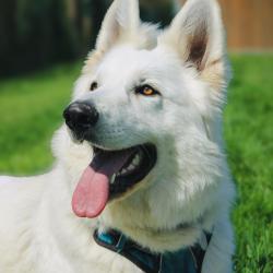 Sky'happy Dogs