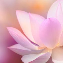 So Zen Acupuncture