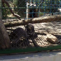 Zoo Fauverie Du Mont Faron