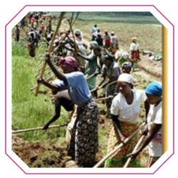 Sofocot - Solidarité Avec Les Femmes Organisées En Coopérative Au Tchad