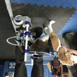 Sophiadog