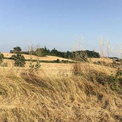Nadine Labarchede