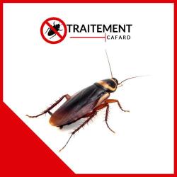 Sos Traitement Cafard