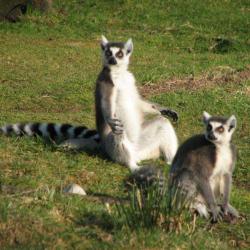 Spaycific'zoo