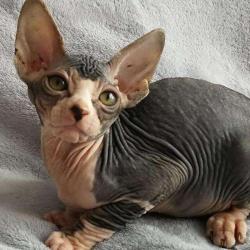 Sphynx Makinala