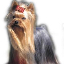 Stars Dogs