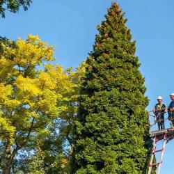Stavanger Treservice - Trefelling Og Trepleie Ekspert