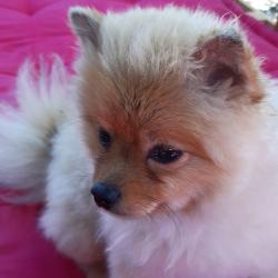 Styl Dog