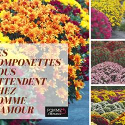 Pomme D'amour