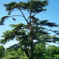 Sur Un Arbre Perché