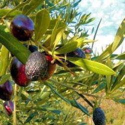 Syndicat Aop Huile D'olive