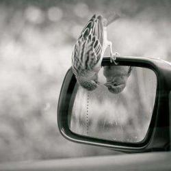 Taxi Du Der