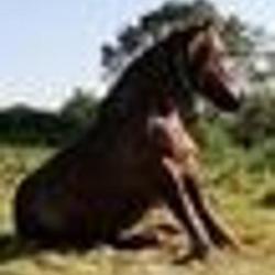 Terre De Cheval - Artiste Equestre Et Podologue Equin