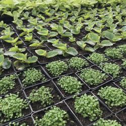 Terreau Flore Bleue