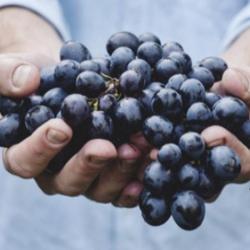 Terroirs Vins Et Découvertes