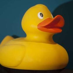 The Duck