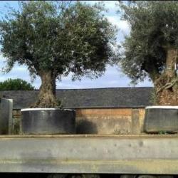 Tlp Sérignan
