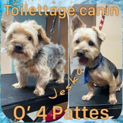 Toilettage Canin O’ 4 Pattes