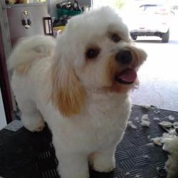 Baby Dog