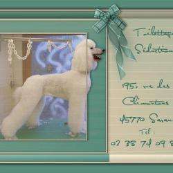 Toilettage Seduction Chiens Et Chats