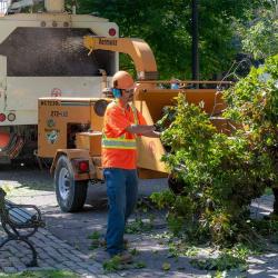 Wigan Tree Removal