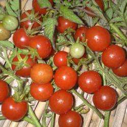 Tomate Cerise